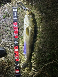 スズキの釣果