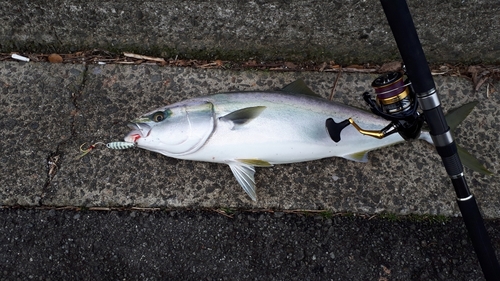 ハマチの釣果