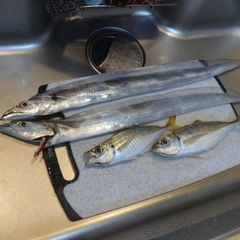 タチウオの釣果