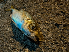 マアジの釣果