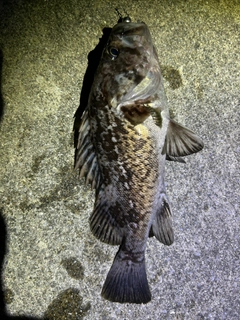 クロソイの釣果
