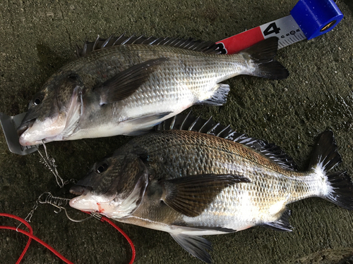 チヌの釣果