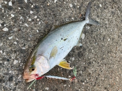 ショゴの釣果