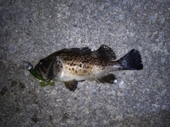 ソイの釣果