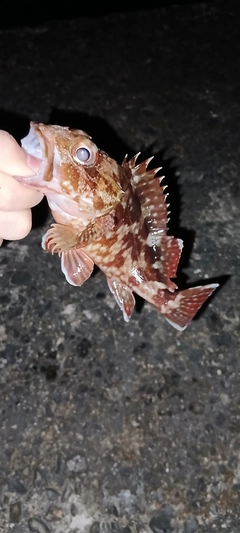 カサゴの釣果