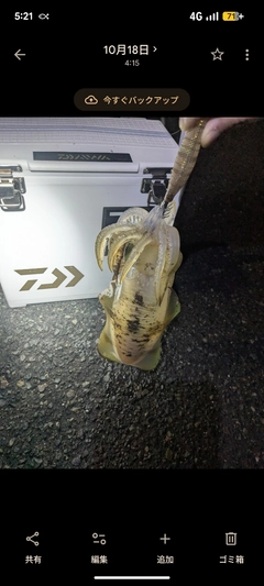 アオリイカの釣果