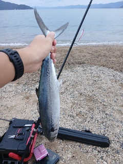 サゴシの釣果