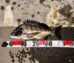 チヌの釣果