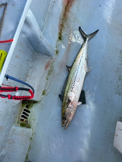 サワラの釣果