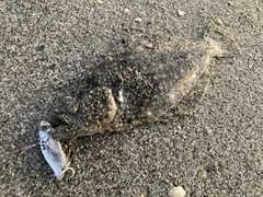 ソゲの釣果