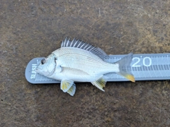 キビレの釣果