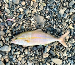 ショゴの釣果