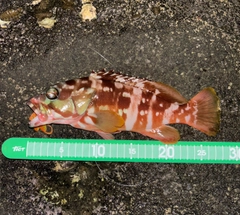 アカハタの釣果