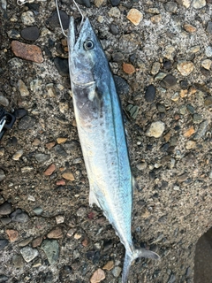 サゴシの釣果