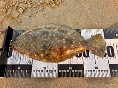 ヒラメの釣果