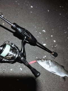 セイゴ（ヒラスズキ）の釣果