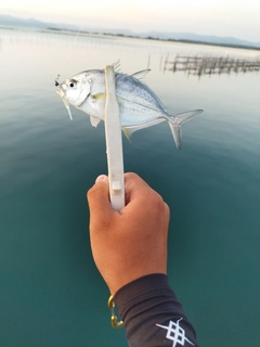 メッキの釣果