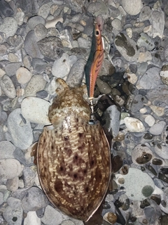 コウイカの釣果