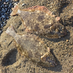 ヒラメの釣果