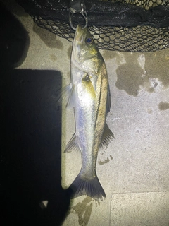 セイゴ（マルスズキ）の釣果