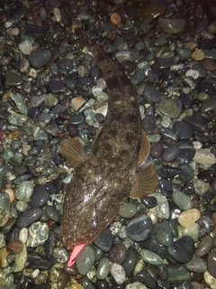 マゴチの釣果