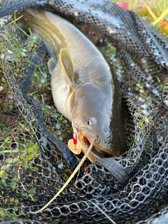 ナマズの釣果