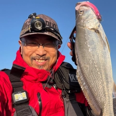 オオニベの釣果