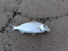 クロサギの釣果