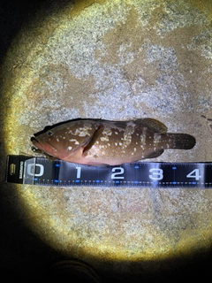 アコウの釣果