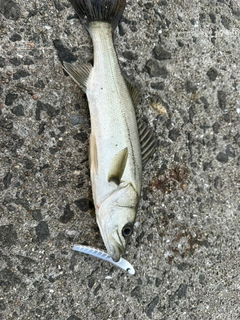 セイゴ（マルスズキ）の釣果
