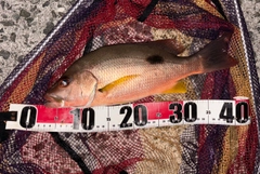 クロホシフエダイの釣果
