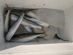 イワシの釣果