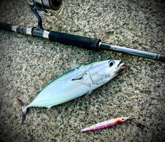 ヒラソウダの釣果