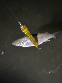 ボラの釣果