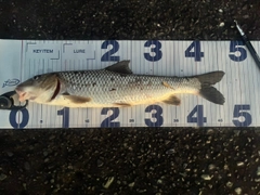 ニゴイの釣果