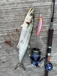 サゴシの釣果