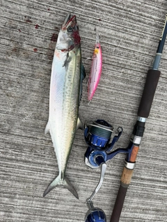 サゴシの釣果