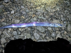 タチウオの釣果