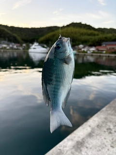 グレの釣果