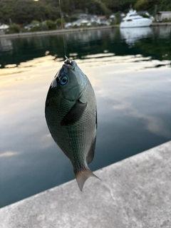グレの釣果