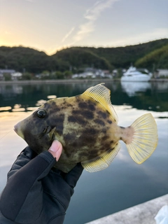 カワハギの釣果