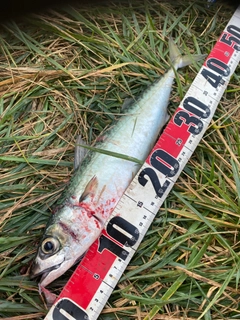 サバの釣果