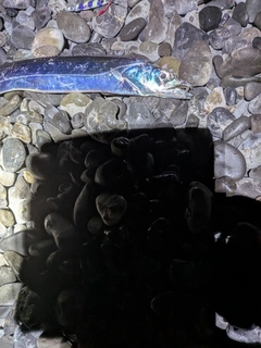 タチウオの釣果