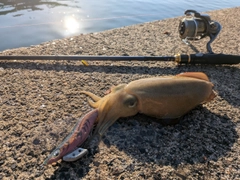 コウイカの釣果