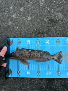 アイザメの釣果