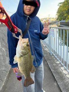 ラージマウスバスの釣果