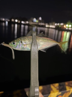 マアジの釣果