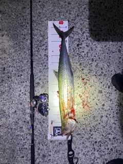 サワラの釣果