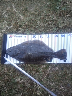 ヒラメの釣果
