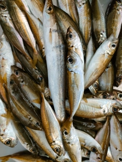 マアジの釣果